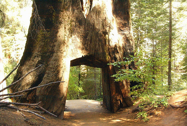 sequoia tree hole - 1K Smiles